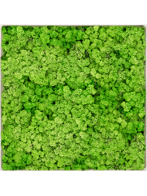 Tableau De Mousse