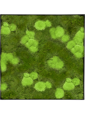 Tableau De Mousse