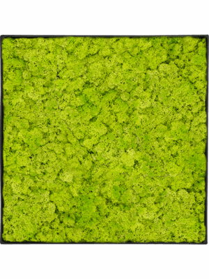 Tableau De Mousse