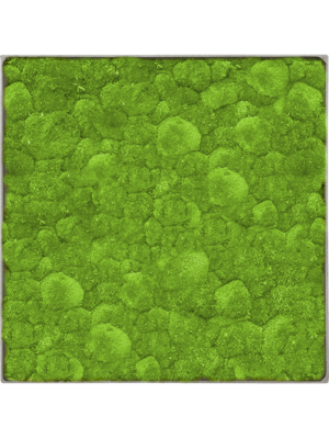 Tableau De Mousse