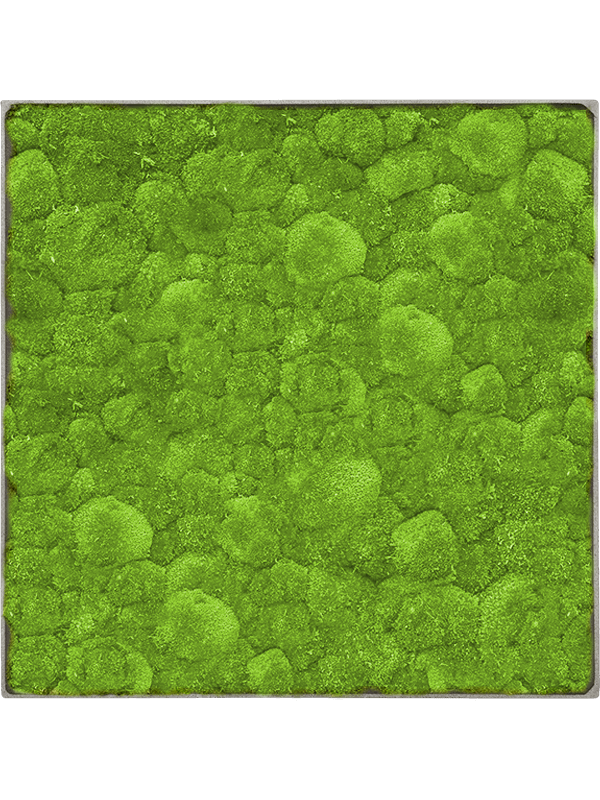 Tableau De Mousse
