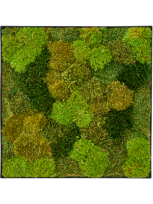 Tableau De Mousse