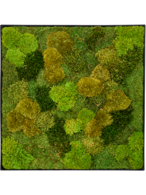 Tableau De Mousse