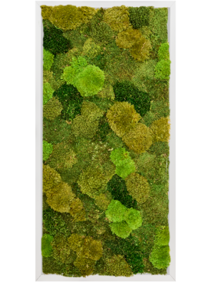 Tableau De Mousse