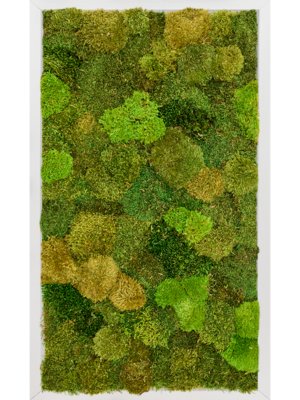 Tableau De Mousse