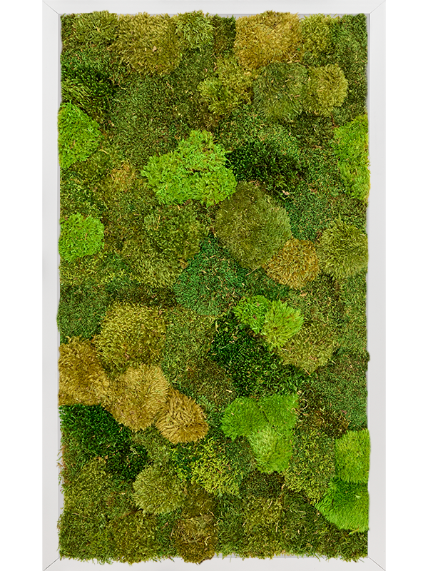 Tableau De Mousse