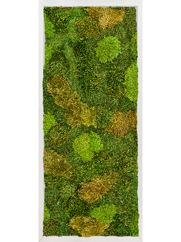Tableau De Mousse