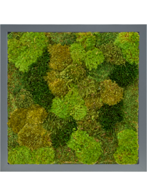 Tableau De Mousse