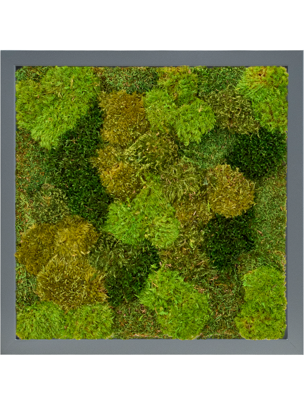 Tableau De Mousse