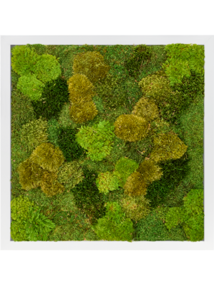 Tableau De Mousse