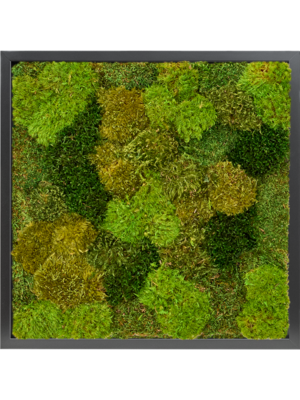 Tableau De Mousse