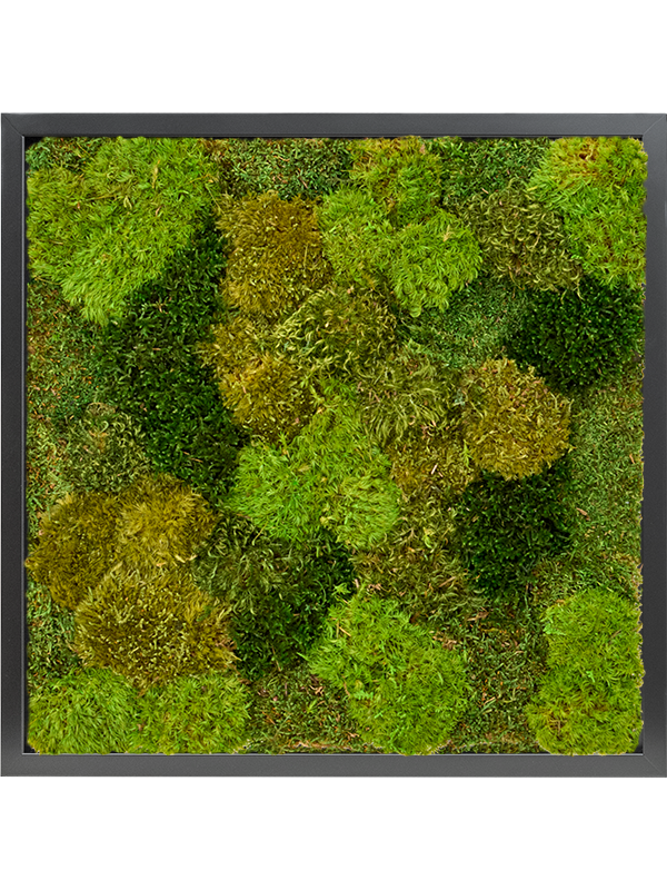 Tableau De Mousse