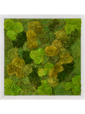 Tableau De Mousse