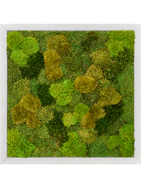 Tableau De Mousse