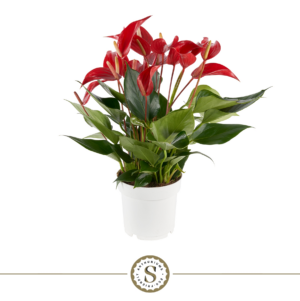 Anthurium 'Mille Fleurs Roja'