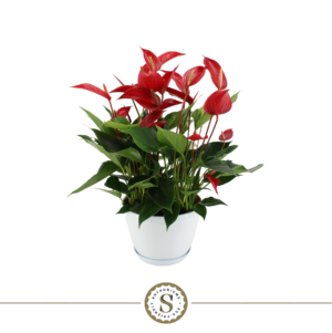 Anthurium 'Mille Fleurs Roja'