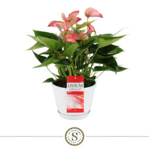 Anthurium 'Livium'