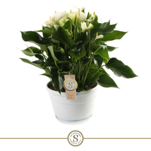 Anthurium 'White Champion'