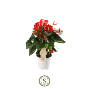 Anthurium 'Red Champion'