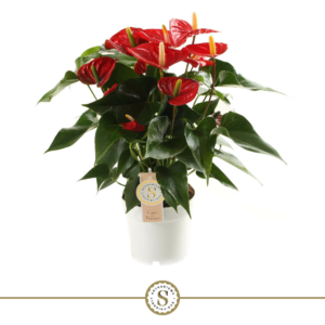 Anthurium 'Red Champion'