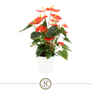 Anthurium 'Orange Champion'