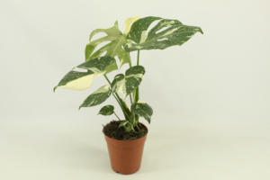 Monstera 'Thai constellation'
