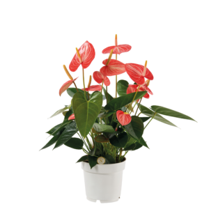 Anthurium 'Livium Orange'