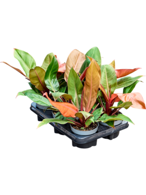 Philodendron 'Cherry Red' 6/tray