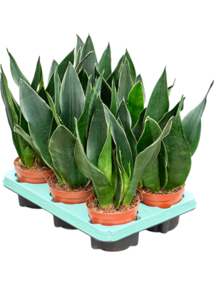 Sansevieria Black Diamond 6/tray