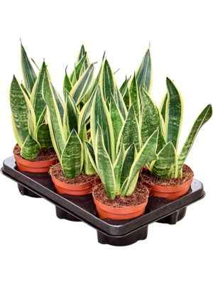 Sansevieria Canary 6/tray