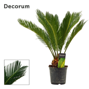Cycas revoluta 4/tray