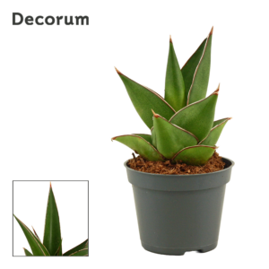 Sansevieria Abbey crown