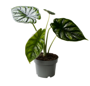 Alocasia Dragon Scale