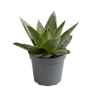 Aloe dichotoma Tiga