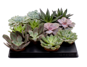 Echeveria mix