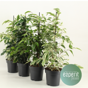Ficus benjamina Royal mix