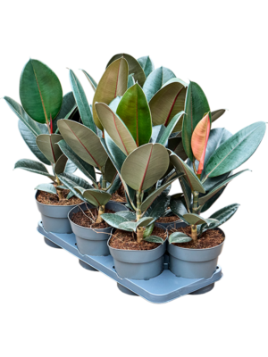 Ficus elastica 'Abidjan' 6/tray