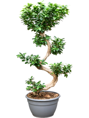 Ficus microcarpa Ginseng