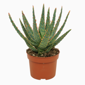 Aloë zebrina `Dannyz`