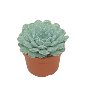Echeveria heart signal