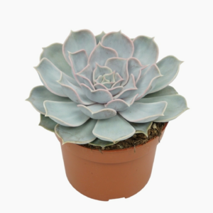 Echeveria lila china