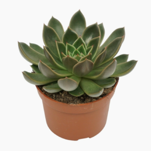 Echeveria 'Mira'