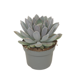 Pachyphytum 'Draco'