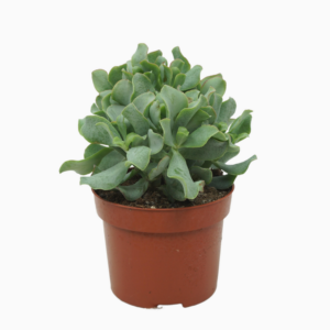 Crassula arborescens subsp. undilatifolia 'Curly'