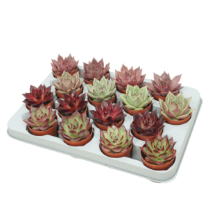 Echeveria mix