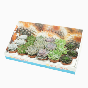 Echeveria mix