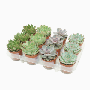 Echeveria mix