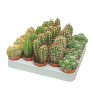 Cactus mix