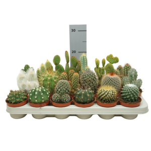 Cactus mix