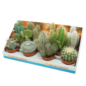 Cactus mix